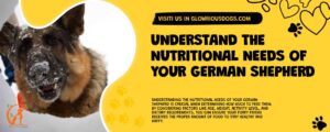 Understand The Nutritional Needs Of Your German Shepherd