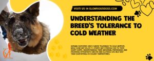 Understanding The Breed'S Tolerance To Cold Weather