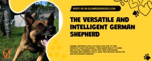 The Versatile And Intelligent German Shepherd