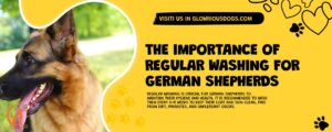 The Importance Of Regular Washing For German Shepherds