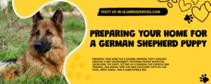 Preparing Your Home For A German Shepherd Puppy