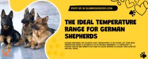 The Ideal Temperature Range For German Shepherds