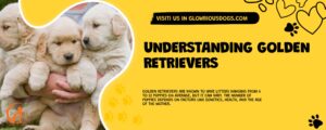 Understanding Golden Retrievers
