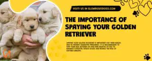 The Importance Of Spaying Your Golden Retriever