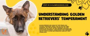 Understanding Golden Retrievers' Temperament
