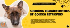 Shedding Characteristics Of Golden Retrievers