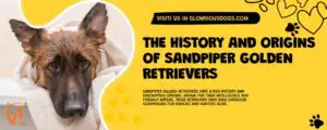 The History And Origins Of Sandpiper Golden Retrievers