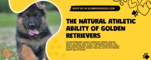 The Natural Athletic Ability Of Golden Retrievers
