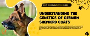 Understanding The Genetics Of German Shepherd Coats