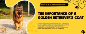 The Importance Of A Golden Retriever'S Coat