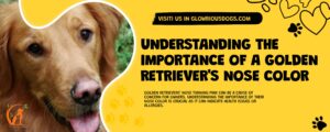 Understanding The Importance Of A Golden Retriever'S Nose Color