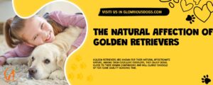 The Natural Affection Of Golden Retrievers