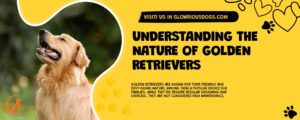 Understanding The Nature Of Golden Retrievers