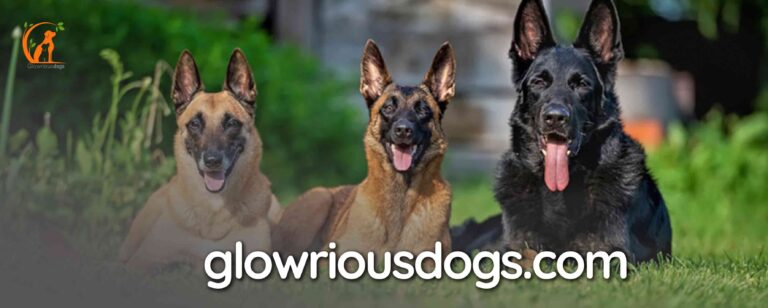 What Are the Different Types of German Shepherds? Explore Breed Variations