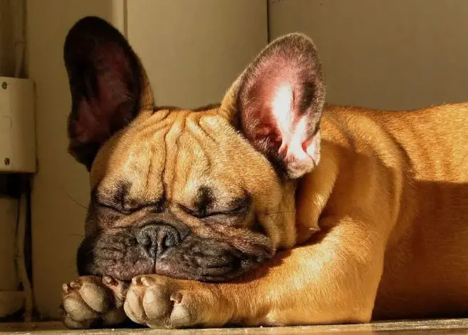 Why Do French Bulldogs Sleep So Much