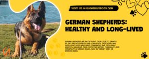 German Shepherds: Healthy And Long-Lived