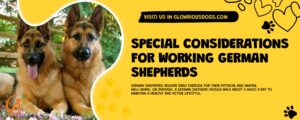 Special Considerations For Working German Shepherds