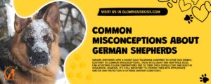 Common Misconceptions About German Shepherds And Cold Tolerance