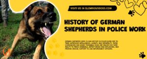 History Of German Shepherds In Police Work