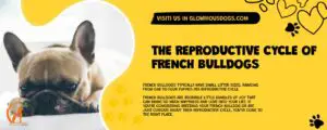 The Reproductive Cycle Of French Bulldogs
