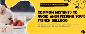 Common Mistakes To Avoid When Feeding Your French Bulldog