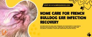 Home Care For French Bulldog Ear Infection Recovery
