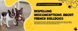 Dispelling Misconceptions About French Bulldogs