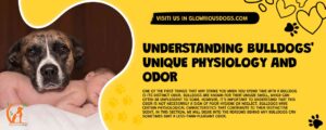 Understanding Bulldogs' Unique Physiology And Odor