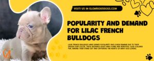 Popularity And Demand For Lilac French Bulldogs