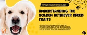 Understanding The Golden Retriever Breed Traits