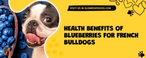 Health Benefits Of Blueberries For French Bulldogs
