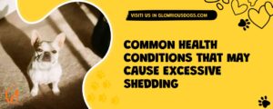 Common Health Conditions That May Cause Excessive Shedding