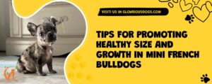 Tips For Promoting Healthy Size And Growth In Mini French Bulldogs