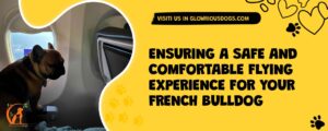 Ensuring A Safe And Comfortable Flying Experience For Your French Bulldog