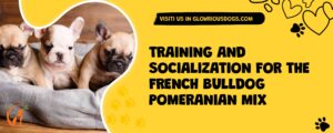 Training And Socialization For The French Bulldog Pomeranian Mix