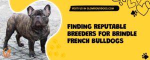 Finding Reputable Breeders For Brindle French Bulldogs
