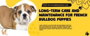 Long-Term Care And Maintenance For French Bulldog Puppies