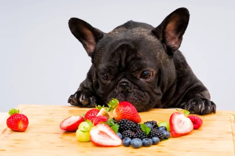 What Fruit Can French Bulldogs Eat