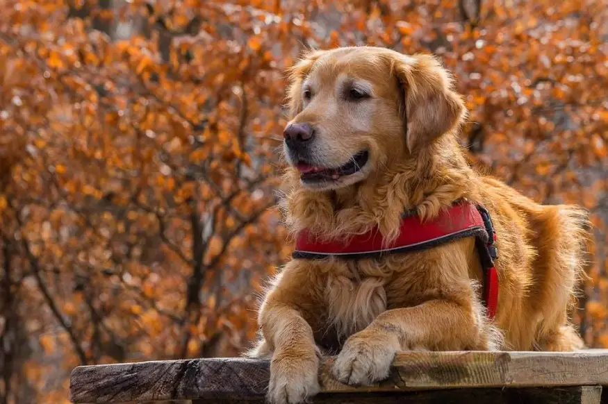 Can a Golden Retriever Be a Guard Dog