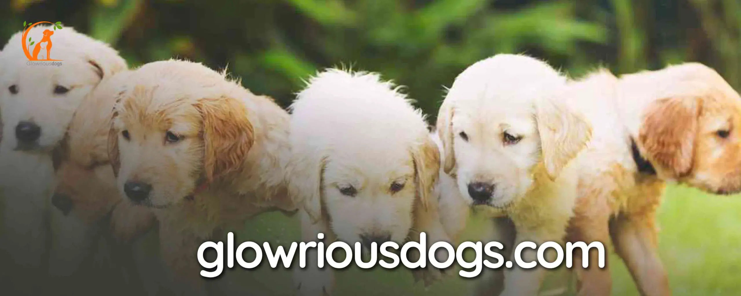 How Many Puppies Do Golden Retrievers Have: Understanding Litter Sizes
