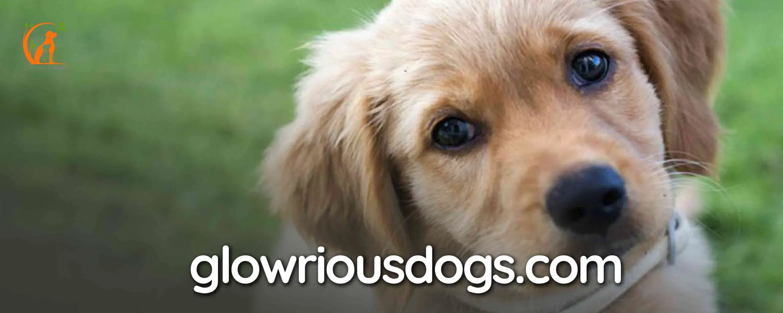 When Should I Spay My Golden Retriever: Ideal Age & Considerations