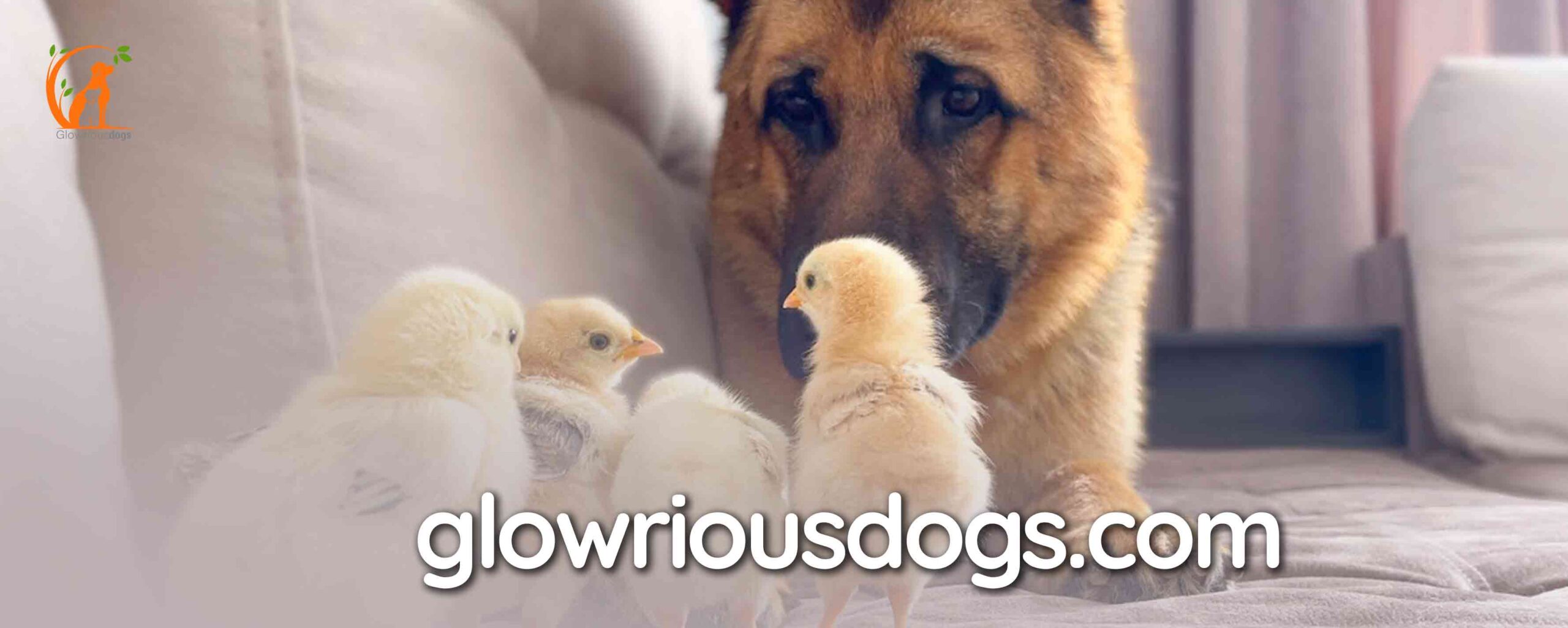 Are German Shepherds Good with Chickens: Training and Tips