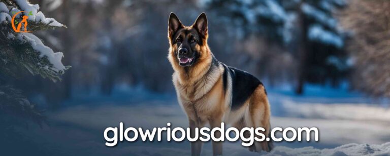 Do German Shepherds Like the Cold: Winter Care Guide