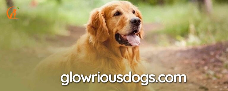 What Are Golden Retrievers' Weaknesses: A Pros and Cons Guide
