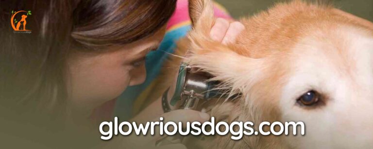 How to Clean a Golden Retriever's Ears: Expert Guide