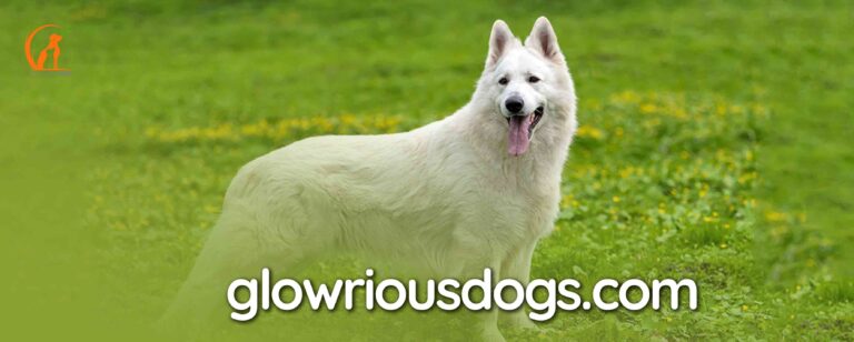 Why Are White German Shepherds Disqualified: Unveiling the Truth