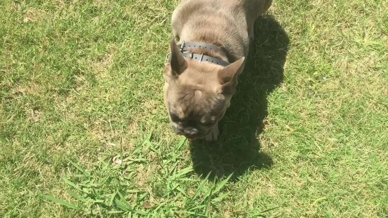 6 Month Old French Bulldog
