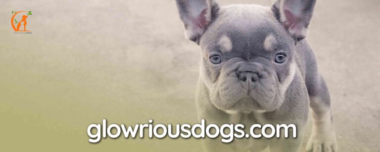 What is a Lilac French Bulldog? The Rare Breed Revealed!