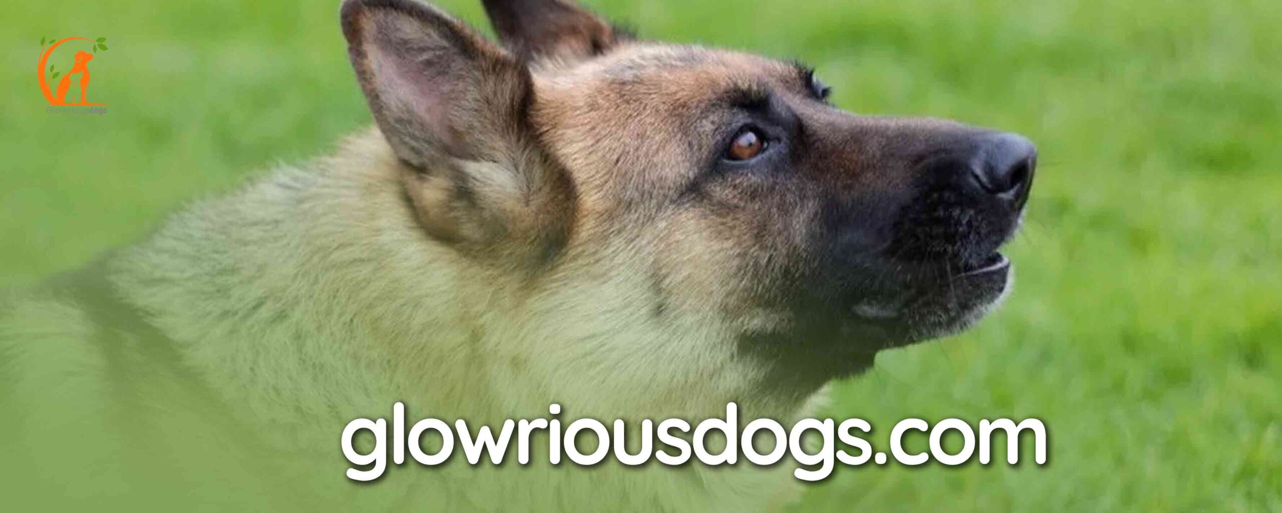 Why Do German Shepherds Howl: Unveiling 9 Main Reasons