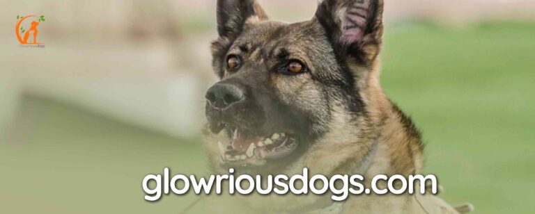 Which Dog Can Kill a German Shepherd: Understanding Defence Mechanisms